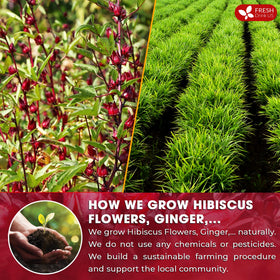 FreshDrinkUS ginger-cinnamon-lemongrass-rosehip brew showcases bold flavor and inviting scent.