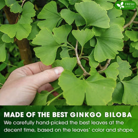 FreshDrinkUS Ginkgo biodegradable tea bag showcases sustainable brewing with minimal waste