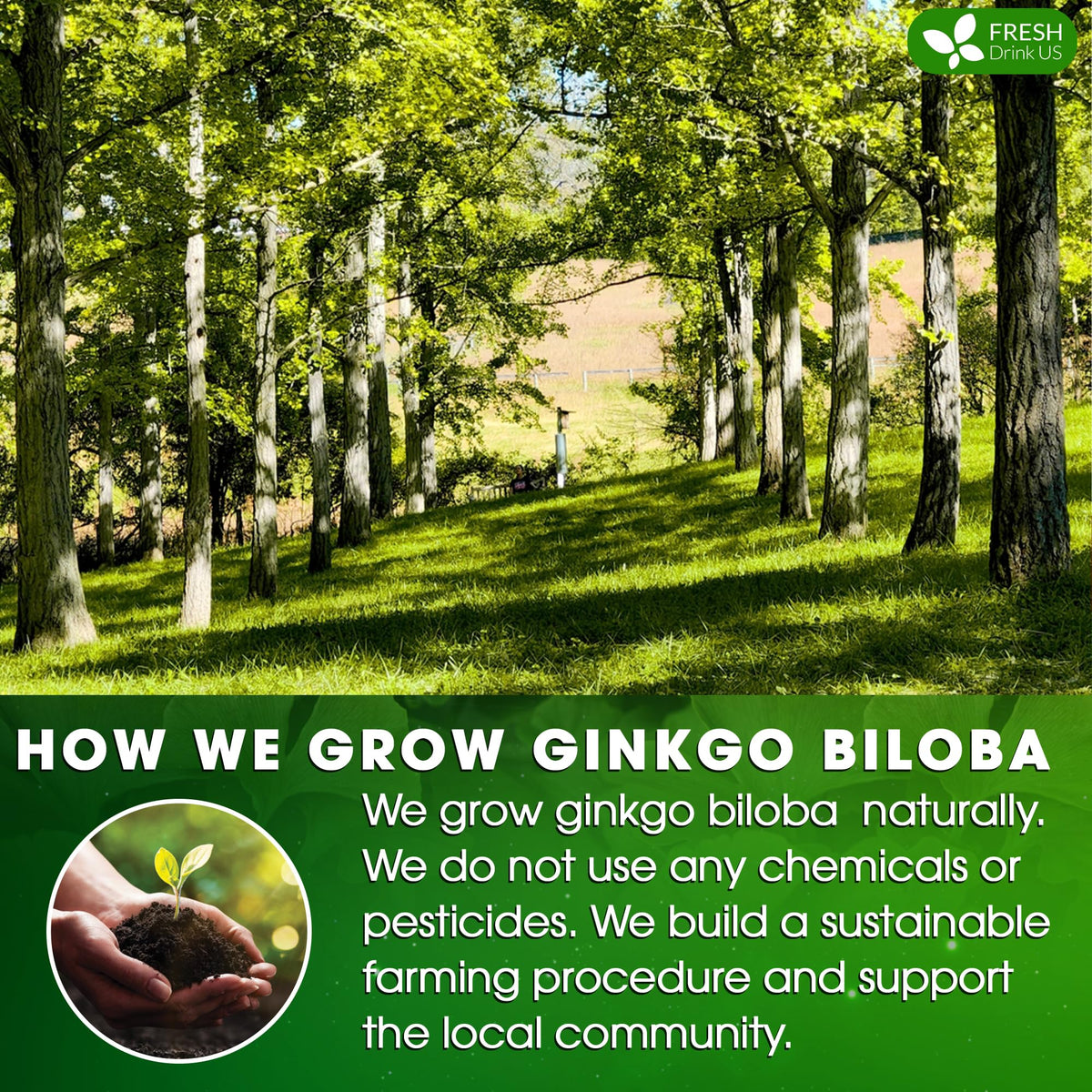 FreshDrinkUS Ginkgo tea bag hot cup image suggests warm comfort any time