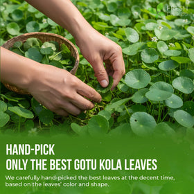 FreshDrinkUS gotu kola tea set suggests gentle flavor and easy preparation.