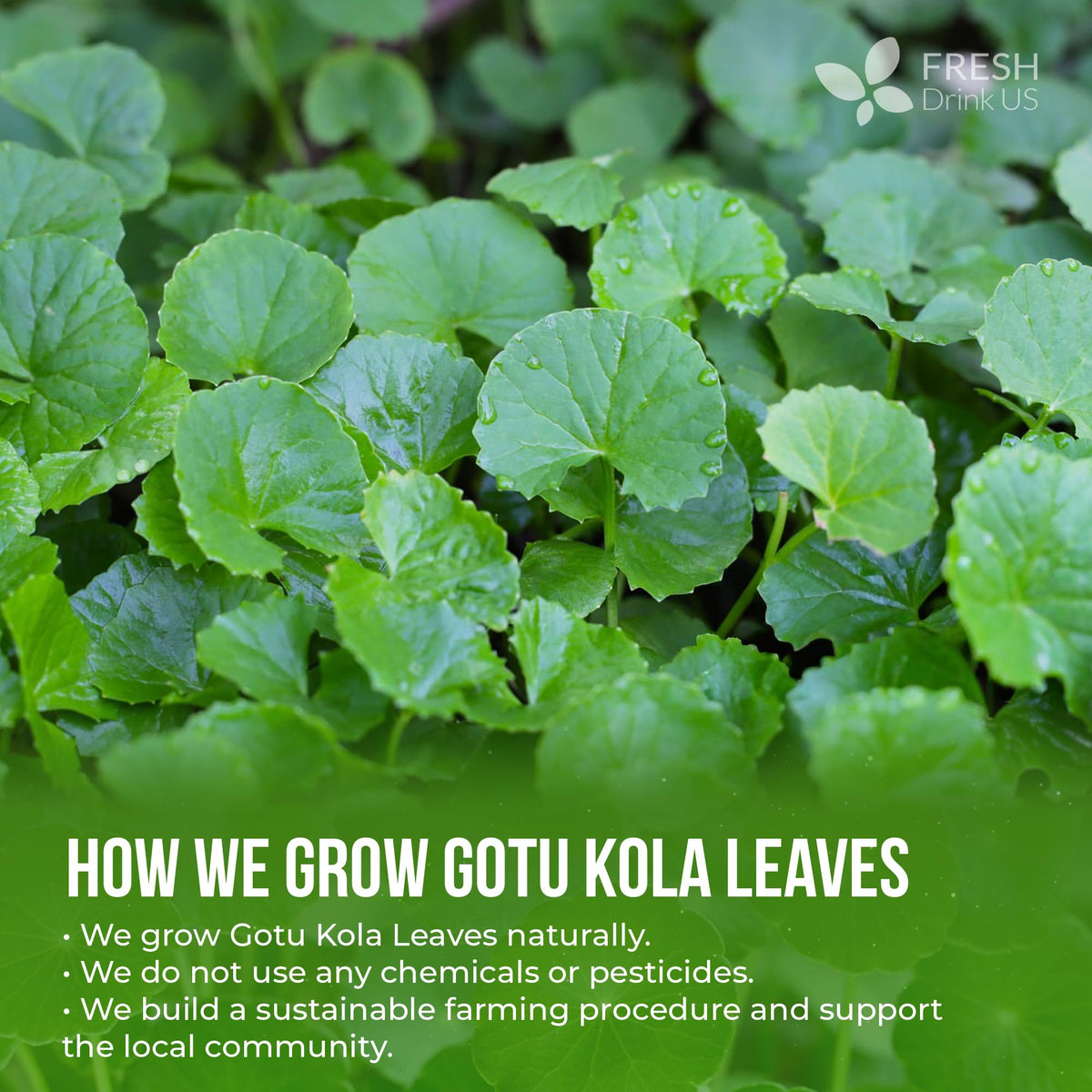 FreshDrinkUS gotu kola sustainable sourcing image emphasizes responsible cultivation.