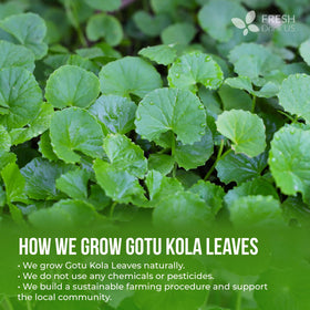 FreshDrinkUS gotu kola sustainable sourcing image emphasizes responsible cultivation.