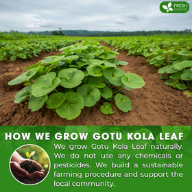 FreshDrinkUS Gotu Kola tea packaging highlights freshness and convenience.