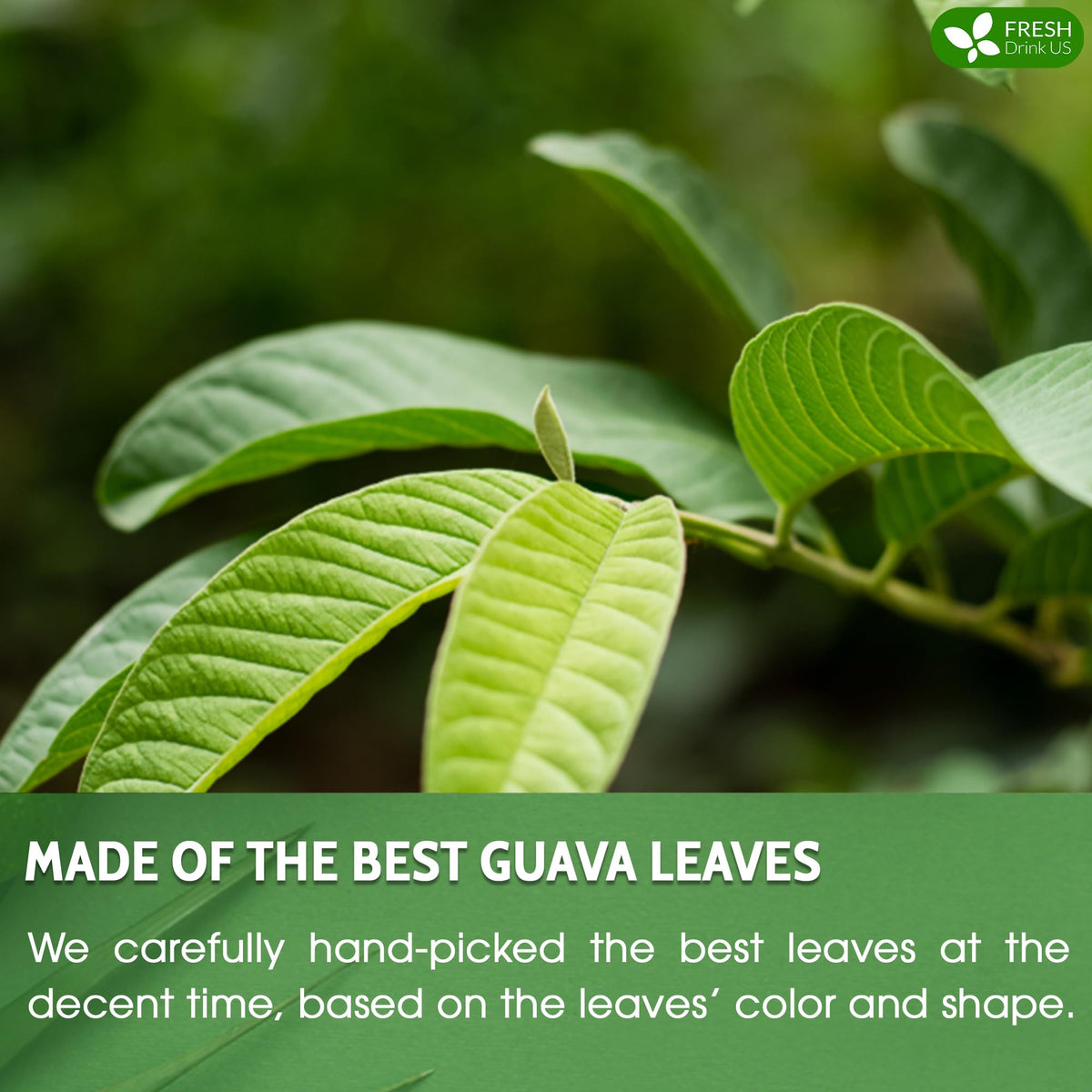 FreshDrinkUS Guava Leaf Tea Bags in hot water cup ready to steep.