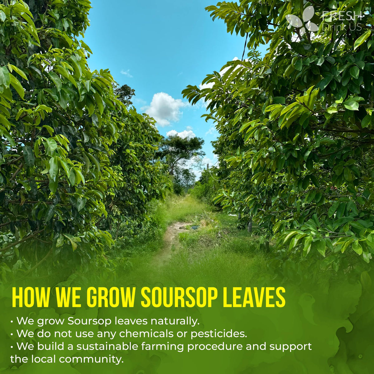 FreshDrinkUS handmade drying process of soursop leaves.