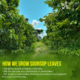 FreshDrinkUS handmade drying process of soursop leaves.