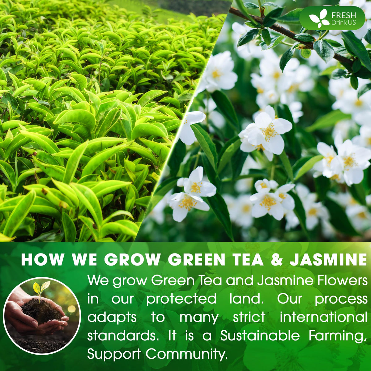 FreshDrinkUS handmade-green-tea-leaves captures craft and quality for a satisfying cup.
