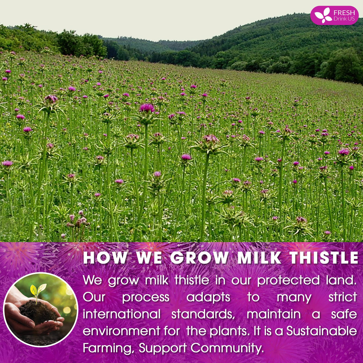 Handmade processing of seeds for premium FreshDrinkUS Milk Thistle Tea.