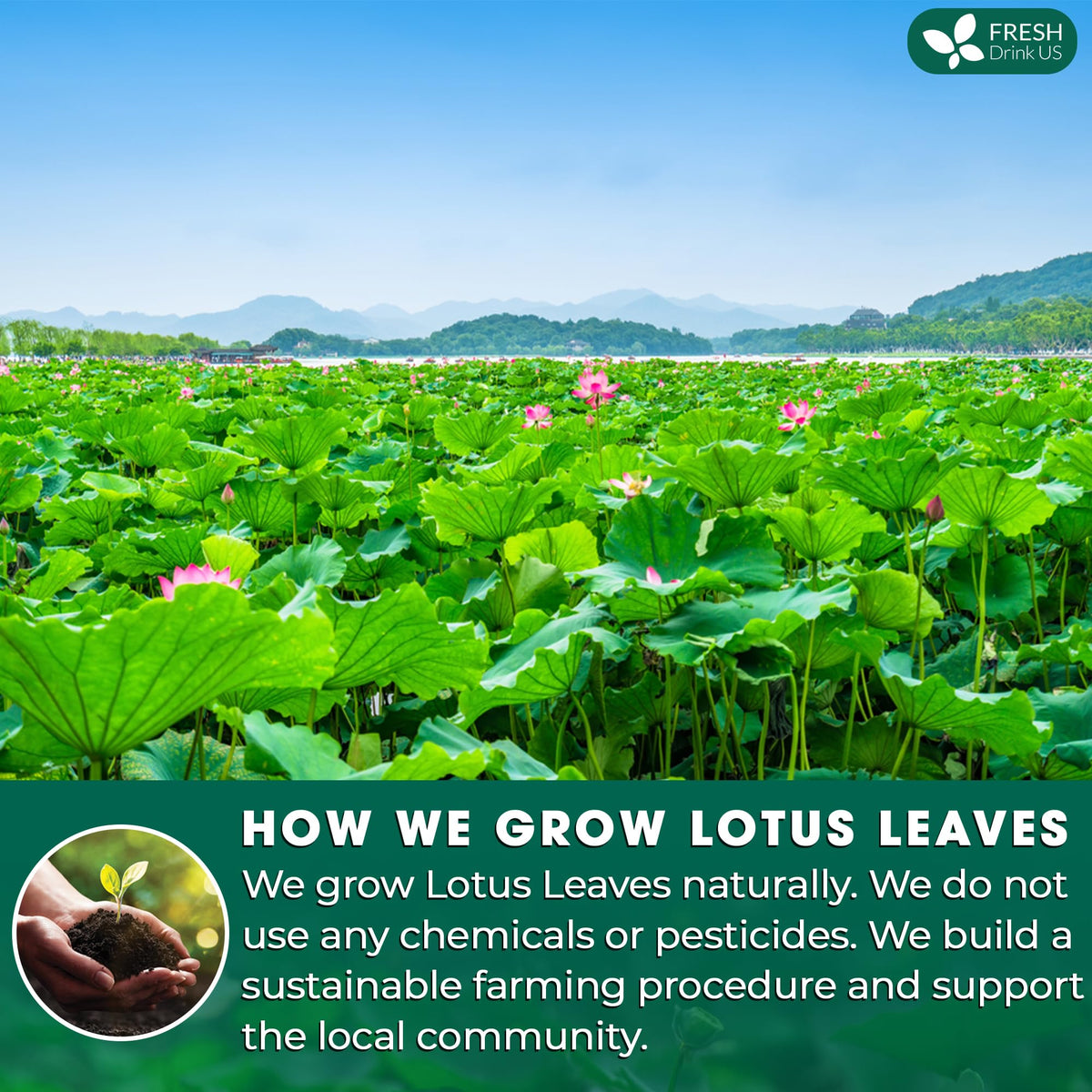 FRESHDRINKUS handmade tea bags process shows careful sourcing and quality.