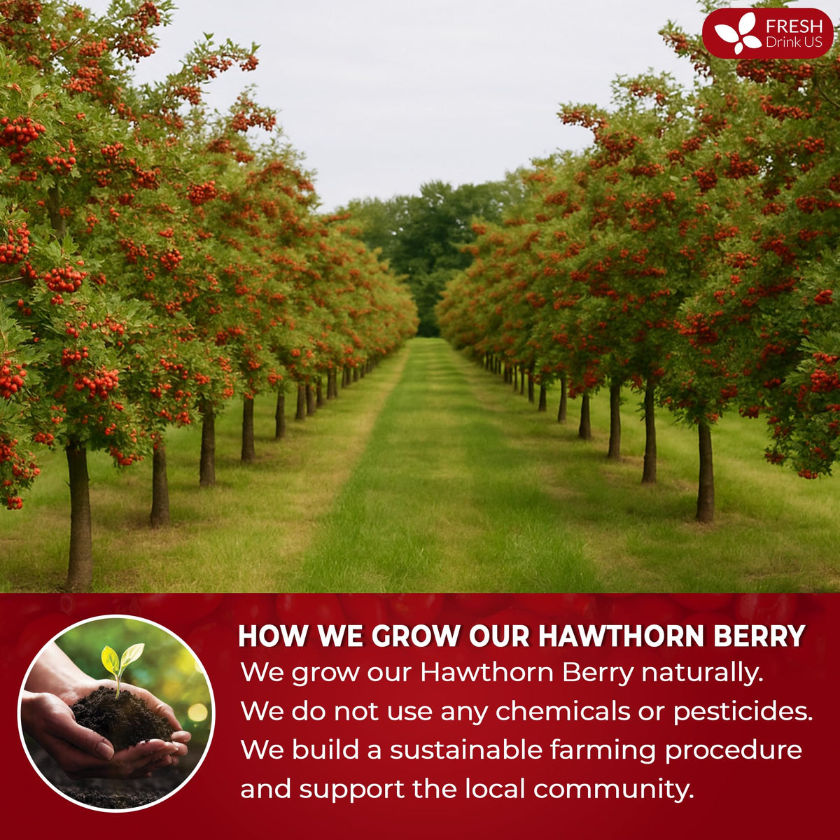 FreshDrinkUS hawthorn berries smoothie bowl topping for vibrant, nutrient-rich bowls.