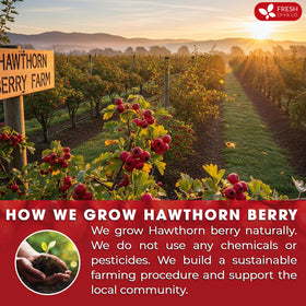 FreshDrinkUS hawthorn-tea-bag-closeup highlights natural herbal infusion aroma.