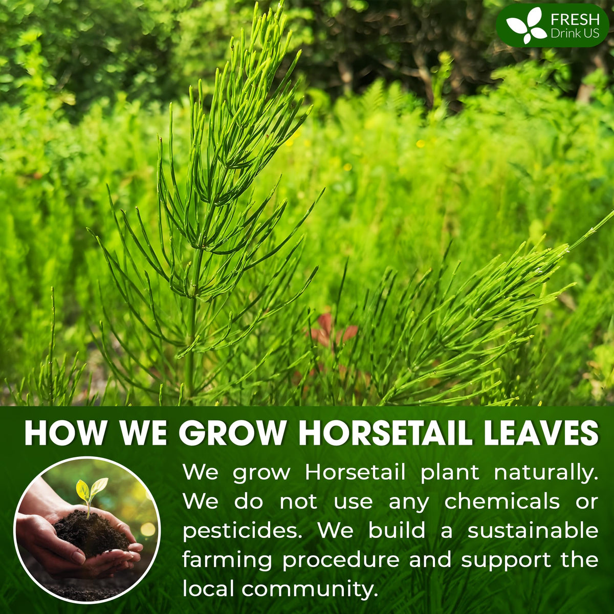 FreshDrinkUS horsetail powder used in smoothies for natural earthy notes.