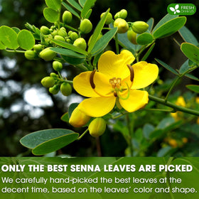 FreshDrinkUS hot-brewed senna tea ready to enjoy