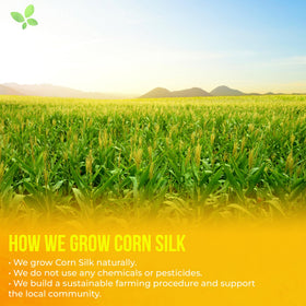 FreshDrinkUS hot tea cup enjoying pure corn silk flavor.