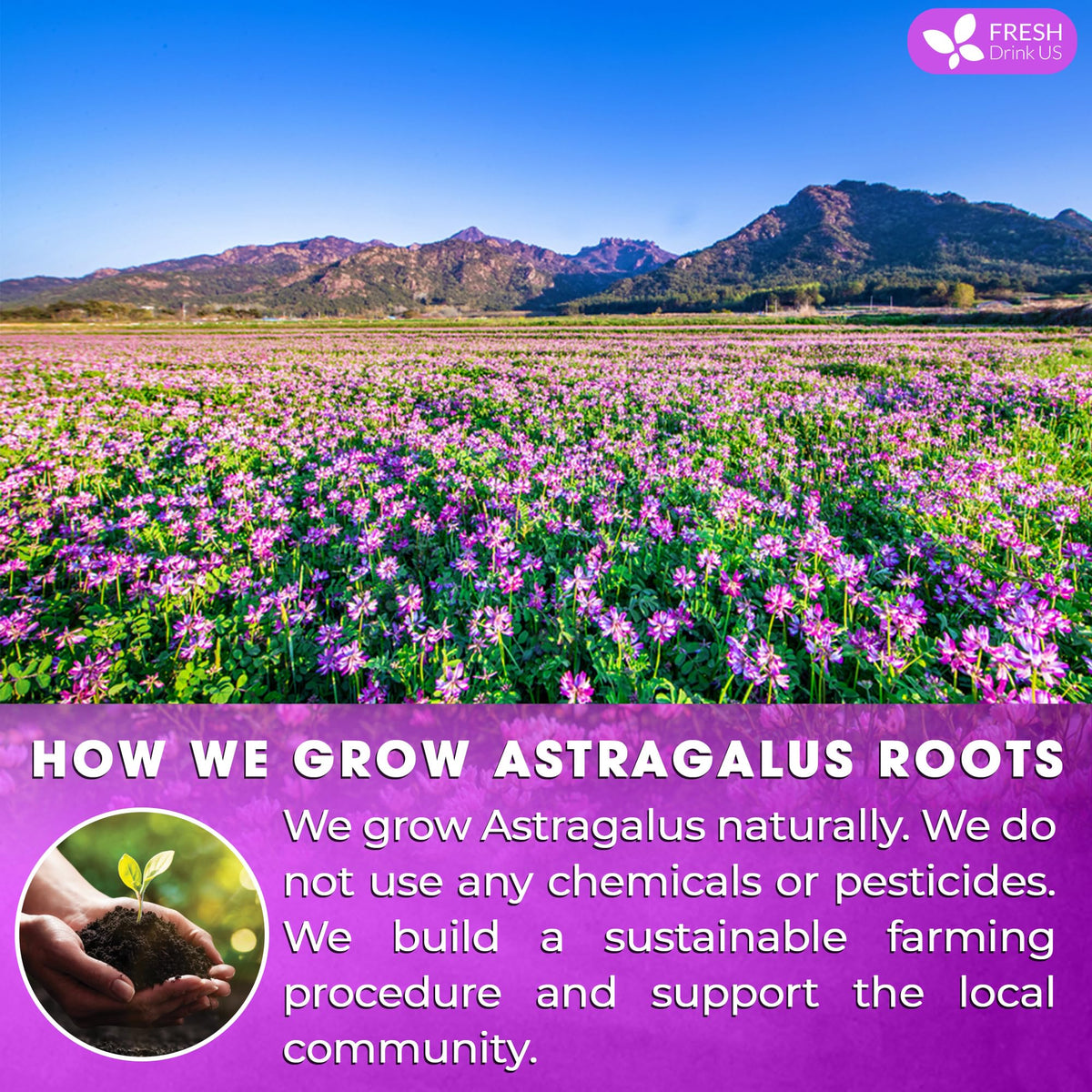 FreshDrinkUS natural dried astragalus roots reveal authentic aroma and earthy flavor.