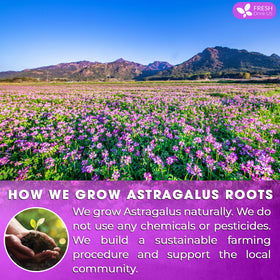 FreshDrinkUS natural dried astragalus roots reveal authentic aroma and earthy flavor.