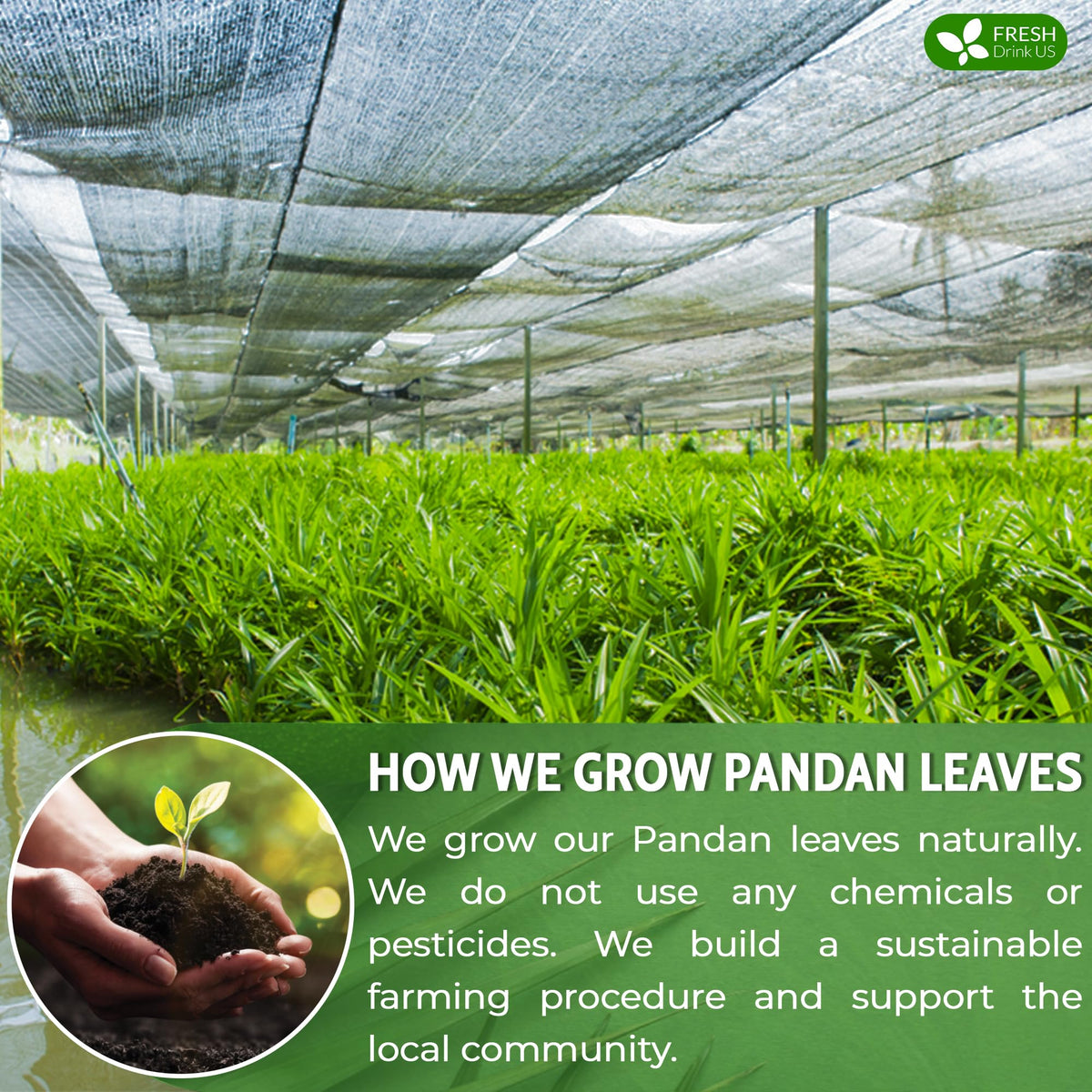 FreshDrinkUS pandan leaves close-up showing sun-dried processing.
