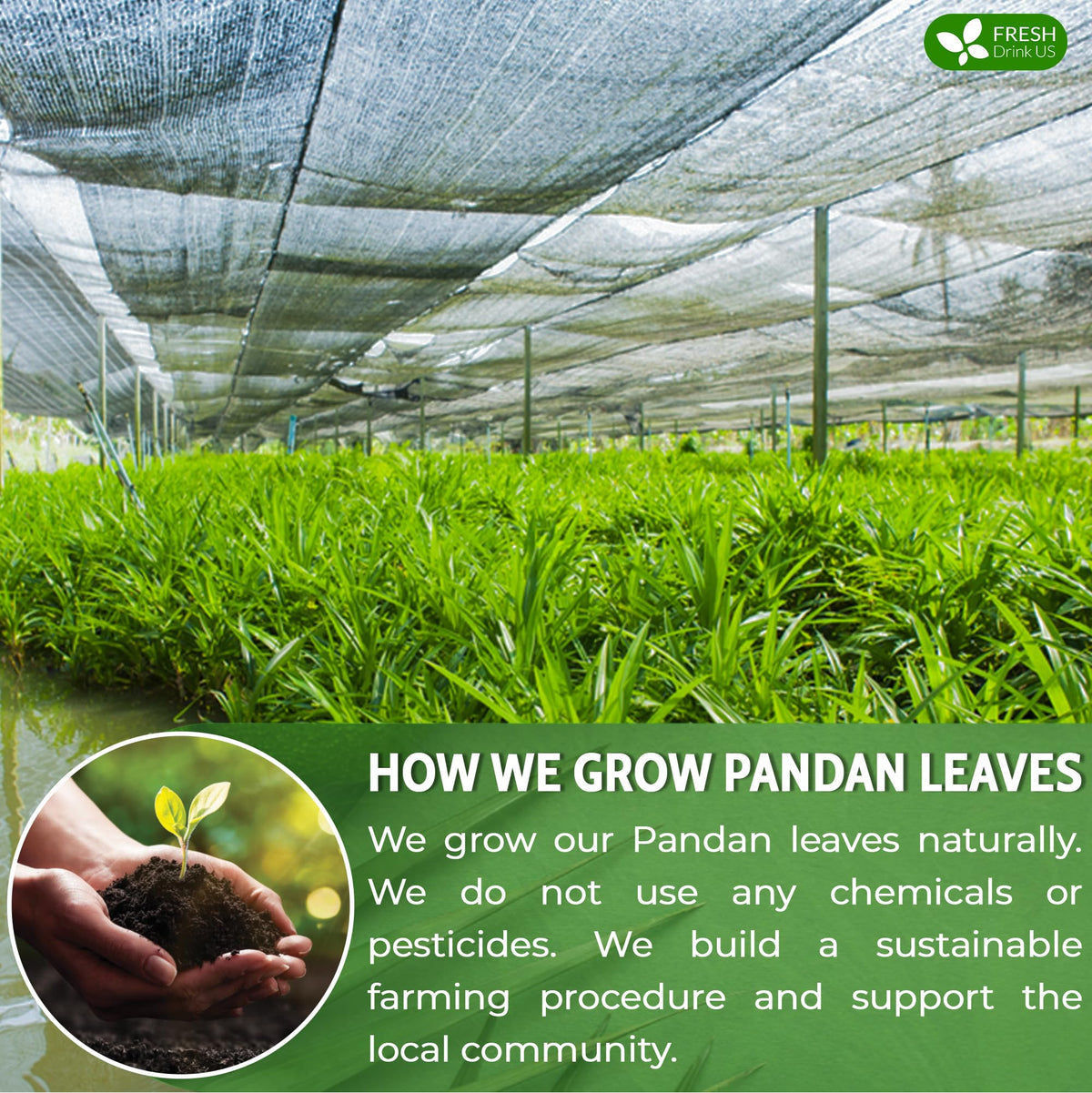 FreshDrinkUS pandan leaves vacuum-sealed bag for long shelf life