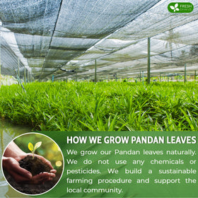 FreshDrinkUS pandan leaves vacuum-sealed bag for long shelf life