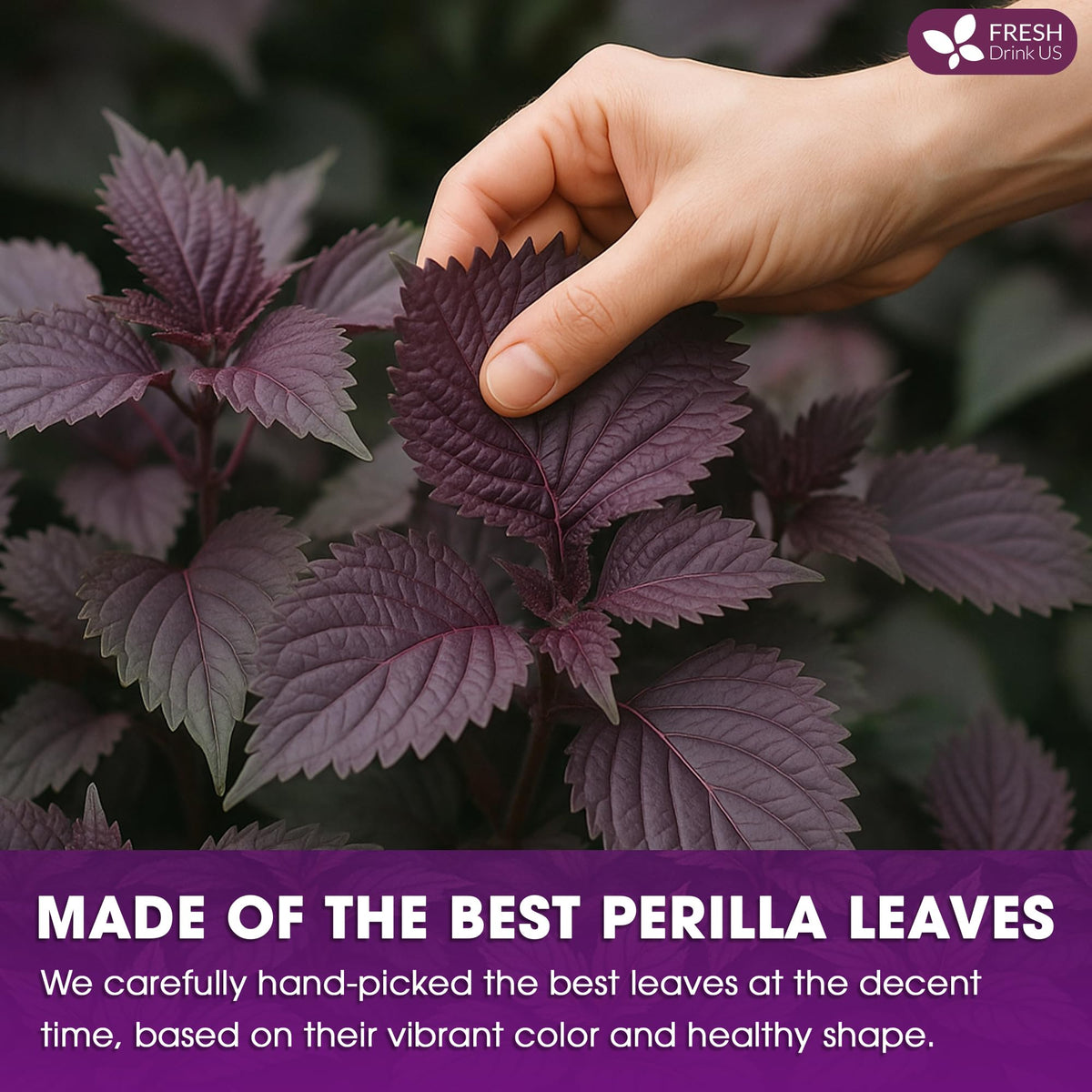 FreshDrinkUS perilla leaf harvest on farm ethical sourcing you can trust