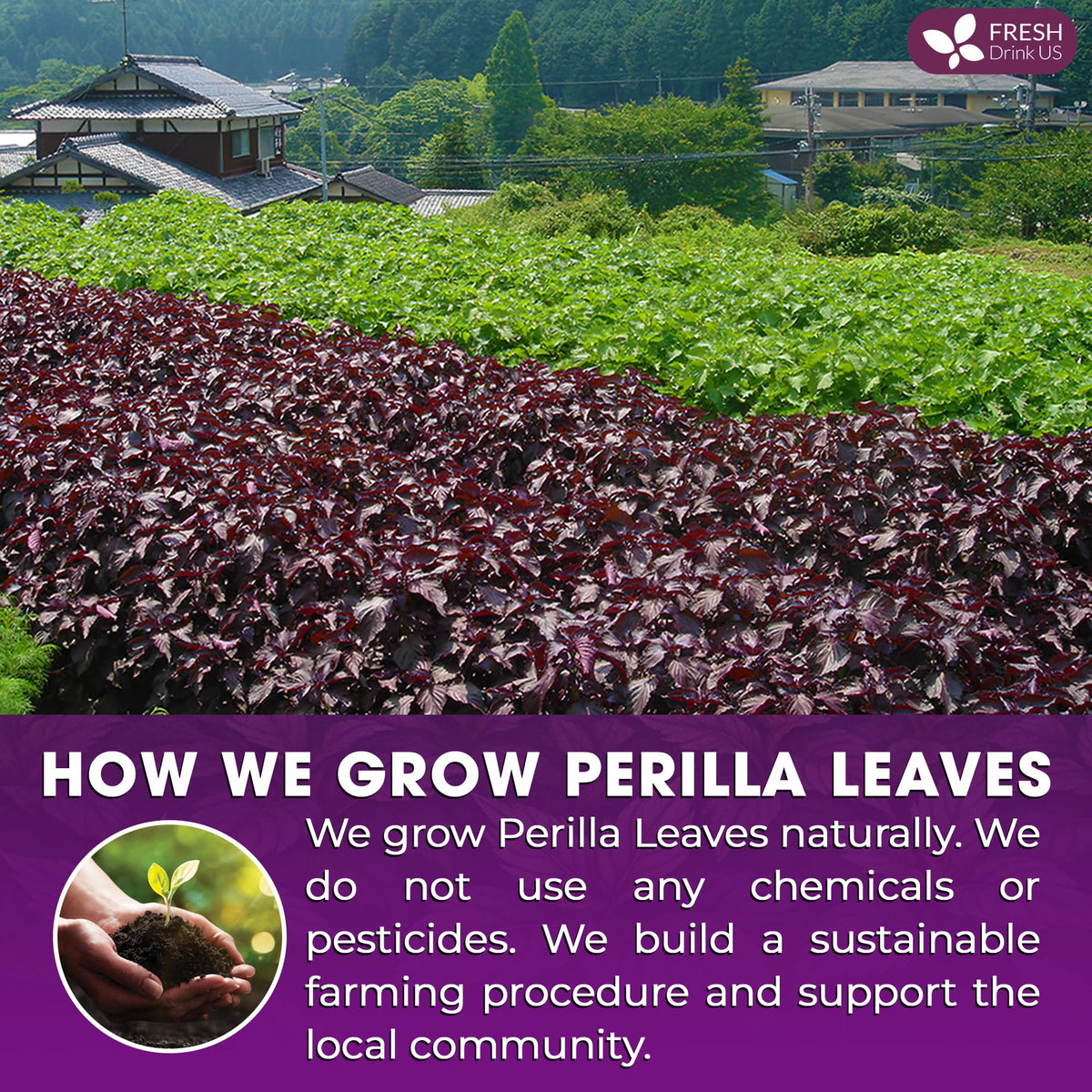 FreshDrinkUS perilla tea steeping leaves releasing earthy fragrance.