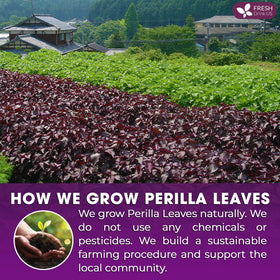 FreshDrinkUS perilla tea steeping leaves releasing earthy fragrance.