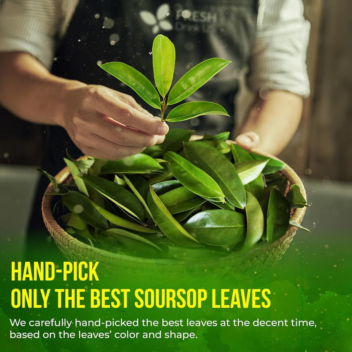 FreshDrinkUS premium graviola leaves deliver authentic flavor from select harvests.