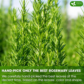 FreshDrinkUS rosemary tea bag steeping in hot water releases inviting aroma.