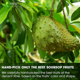 FreshDrinkUS soursop herbal tea cups scene evokes soothing moments.