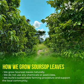 FreshDrinkUS soursop tea hot brew with vibrant aroma and smooth finish