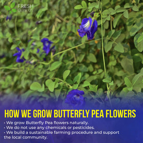 FreshDrinkUS brewed butterfly pea tea in cup offering calming flavor