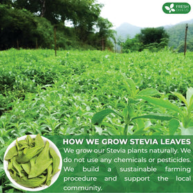 FreshDrinkUS stevia leaves handmade process signals careful crafting