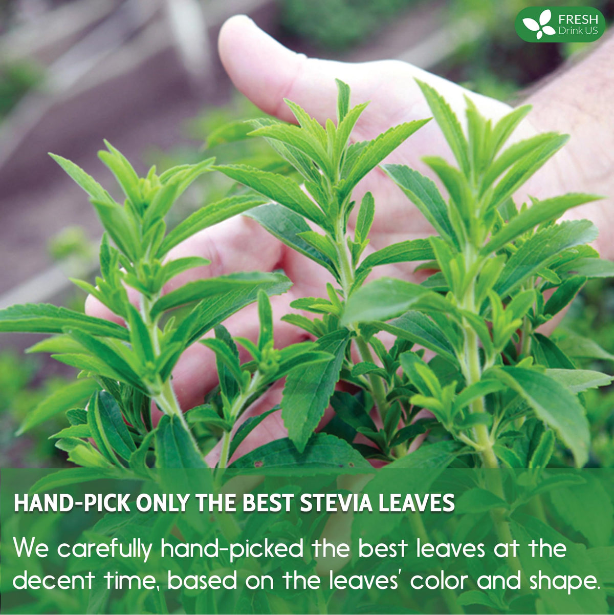 FreshDrinkUS stevia leaves vacuum-pack highlights freshness and shelf life