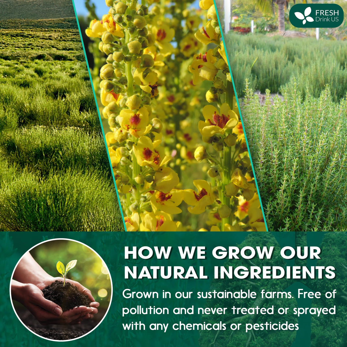 FreshDrinkUS StrongerLungs ingredients: mullein, ginseng, elderberry, ginger, thyme.