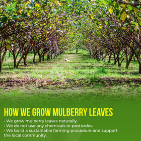 FreshDrinkUS sun-dried mulberry leaves harvested at peak flavor