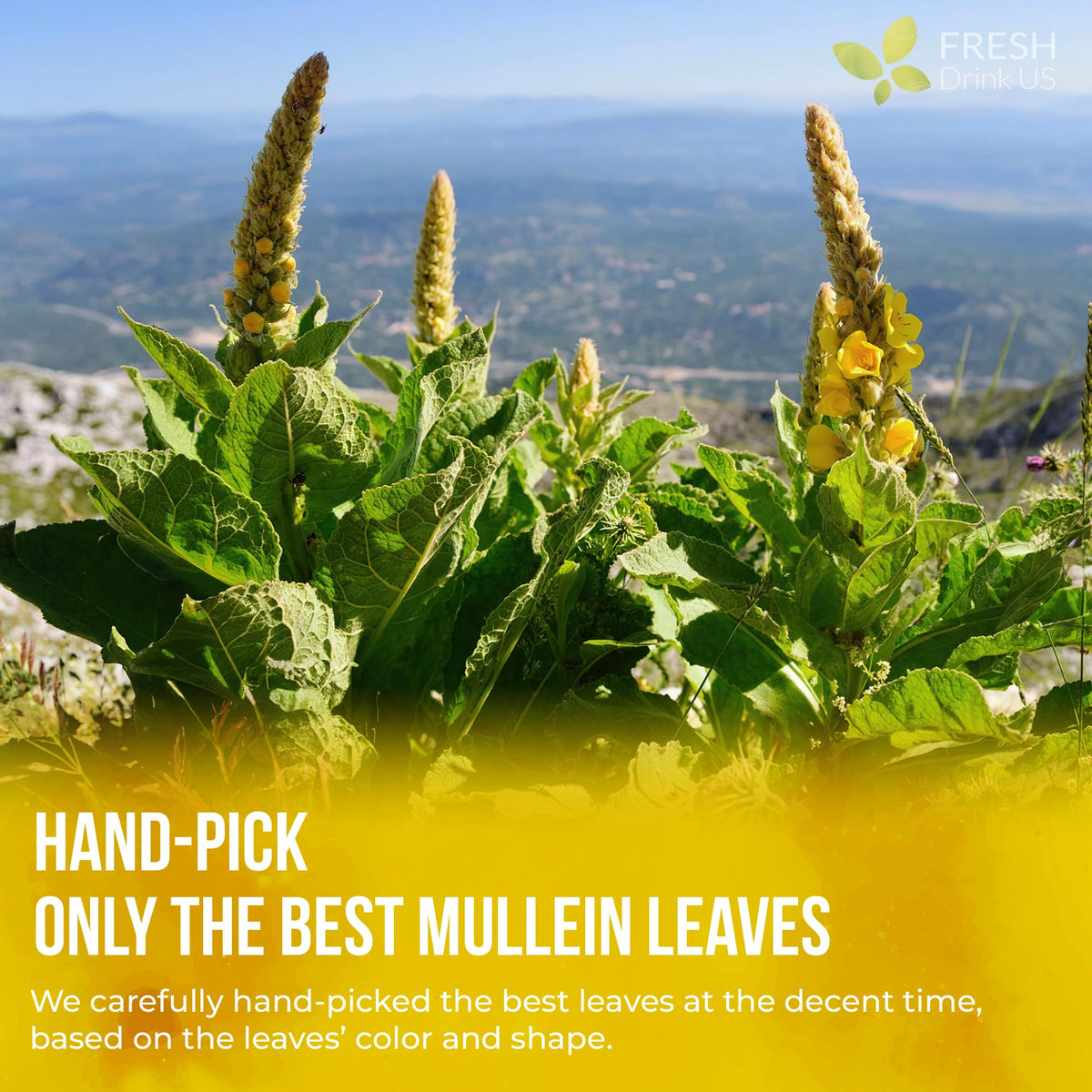FreshDrinkUS sun-dried mullein leaves pre-grind for premium tea