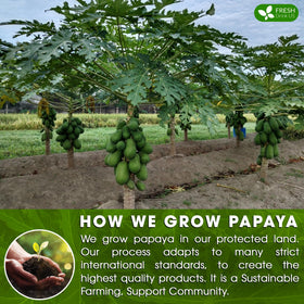 FreshDrinkUS sustainable farming field demonstrating responsible cultivation
