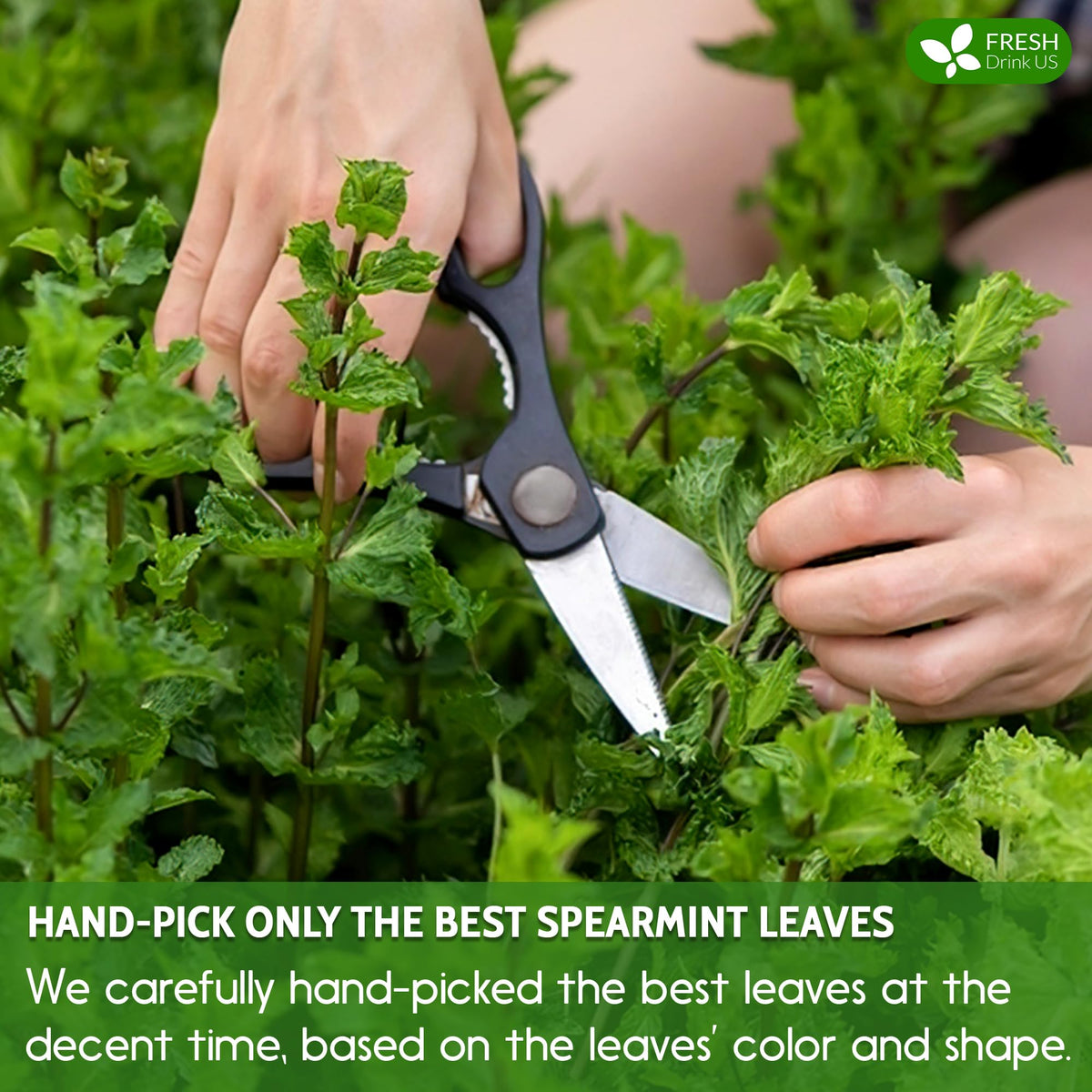 FreshDrinkUS sustainable farming field emphasizes pesticide-free cultivation.