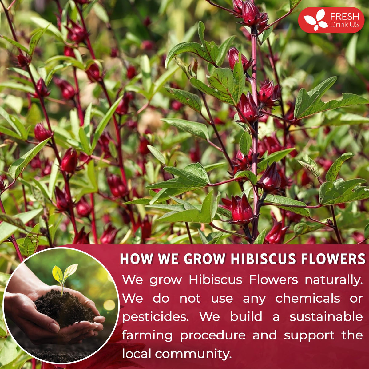 FreshDrinkUS tea with hibiscus powder creates bright color and tart notes.