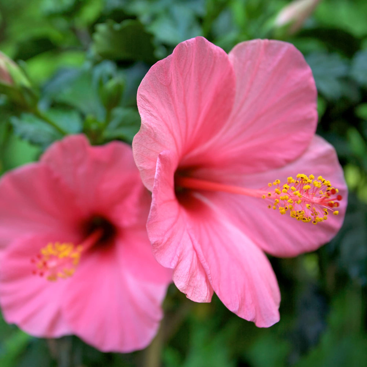 Frontier Co-op hibiscus dried flowers ideal for herbal tea blends