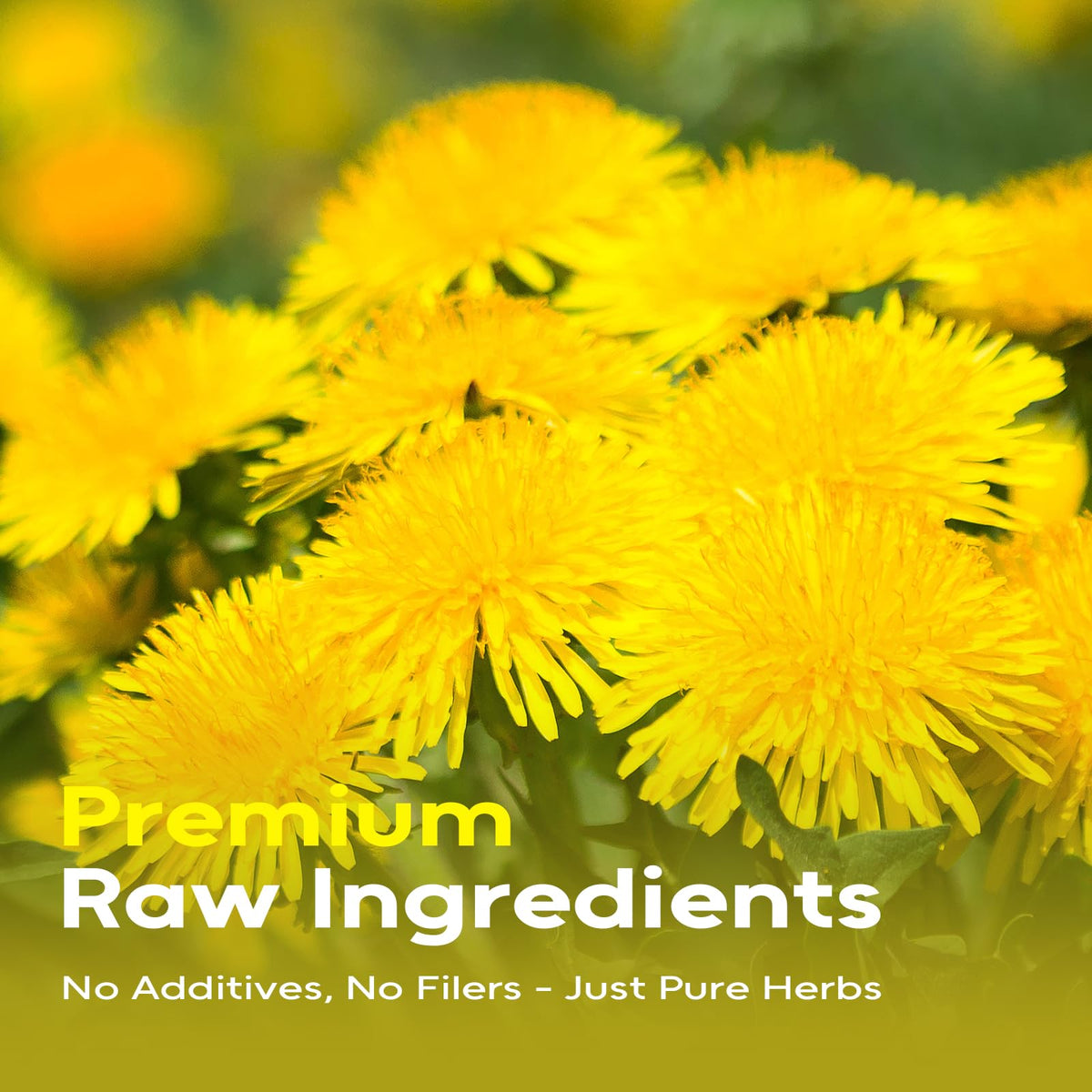 FullChea dandelion leaf tea bag closeup highlighting natural, additive-free ingredients.