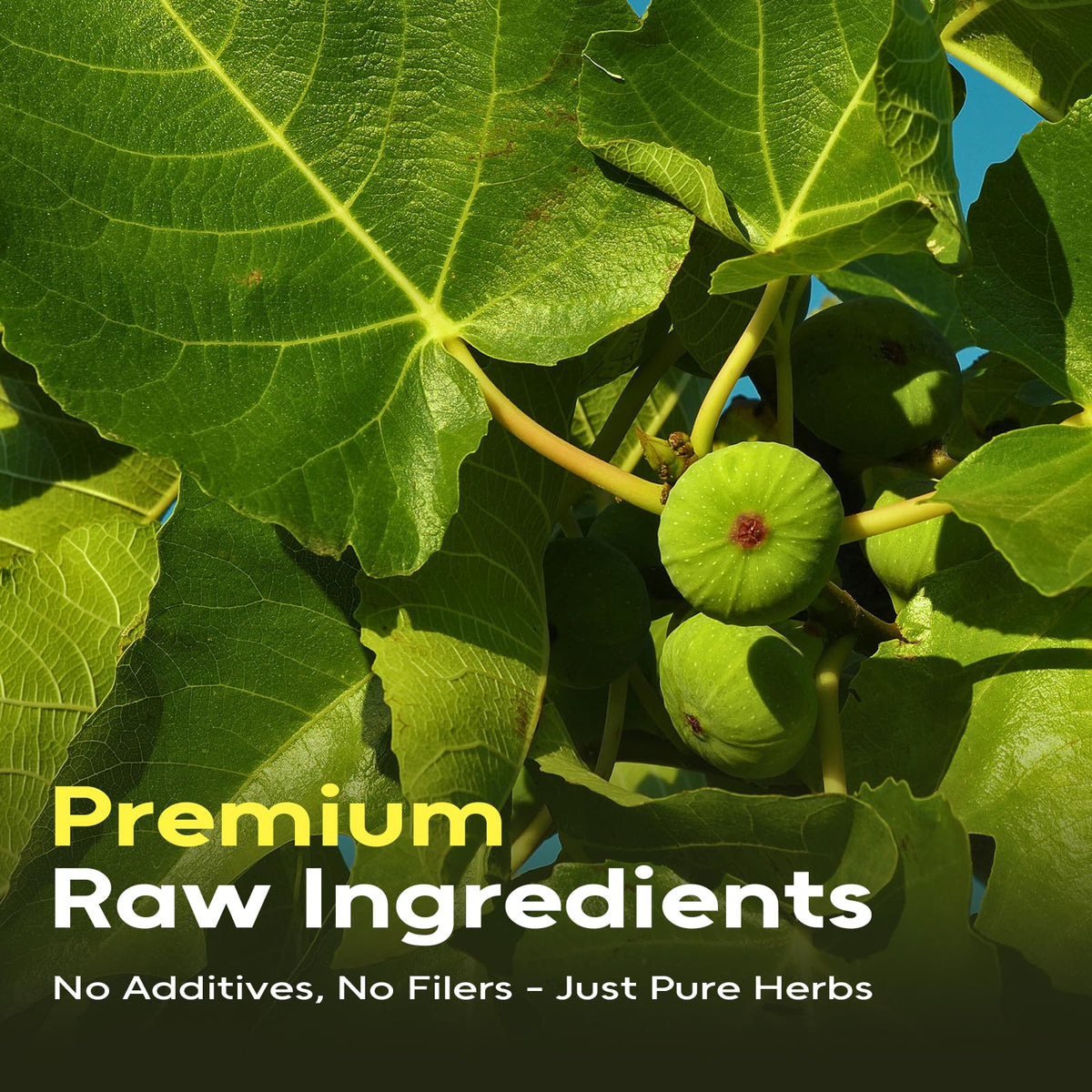 FullChea fig leaves steeping in hot water releases a gentle aroma.