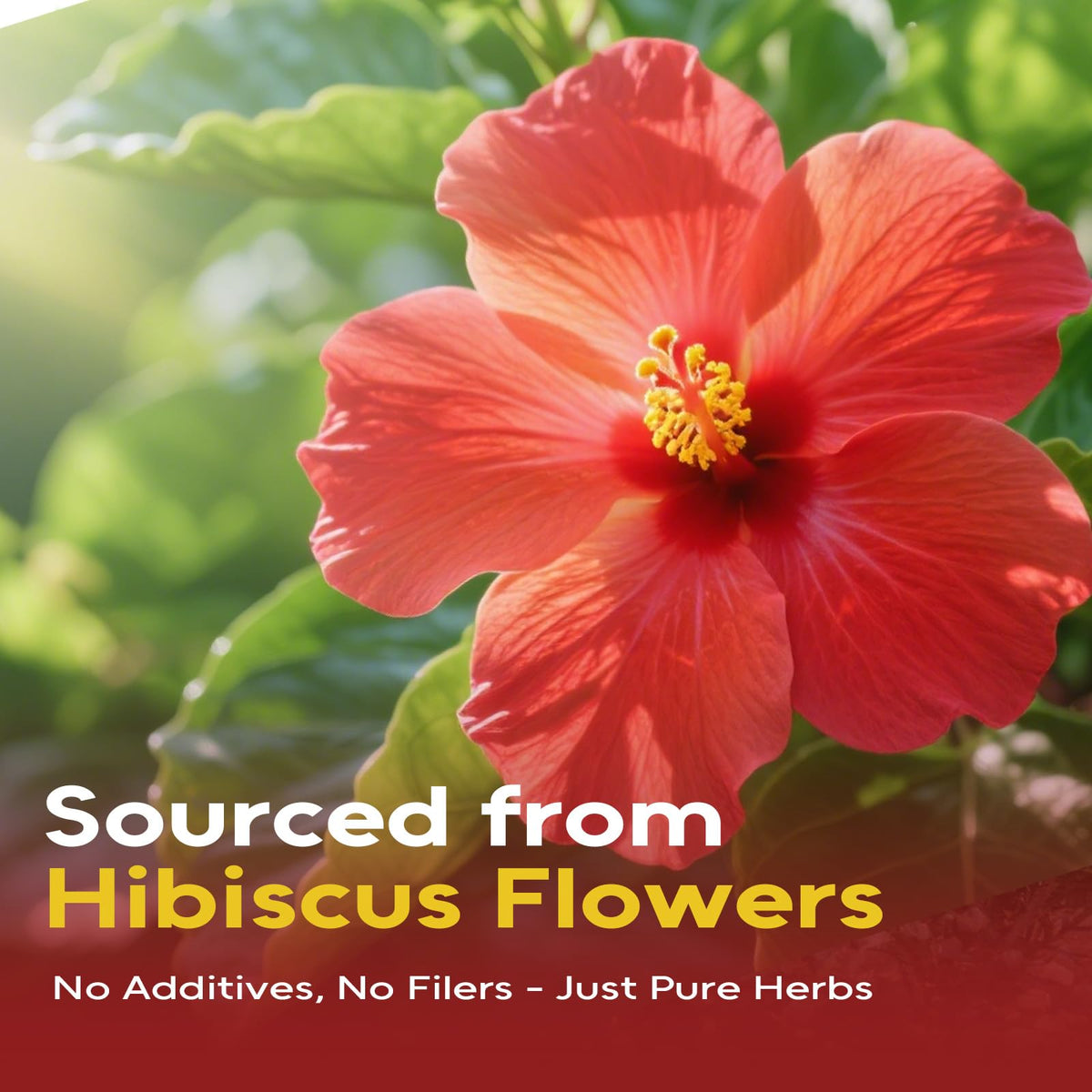 FullChea hibiscus tea bags steeping in cup delivering bright tart flavor and color.