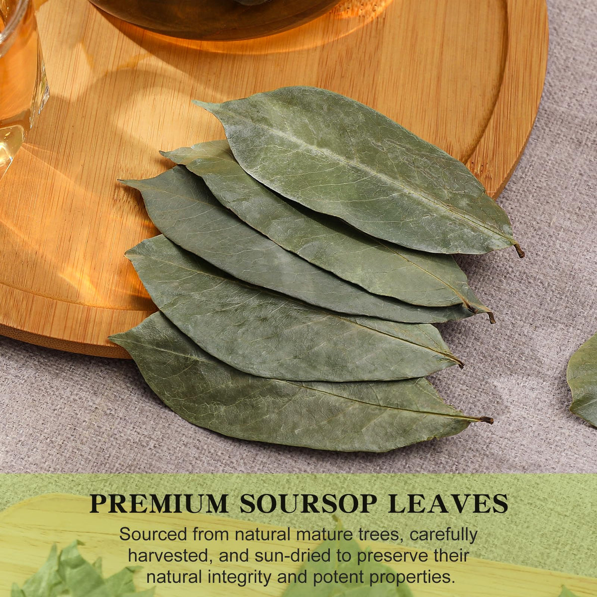 Close-up of FullChea soursop leaves showing large, healthy leaves for premium tea.