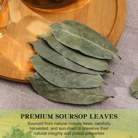 Close-up of FullChea soursop leaves showing large, healthy leaves for premium tea.