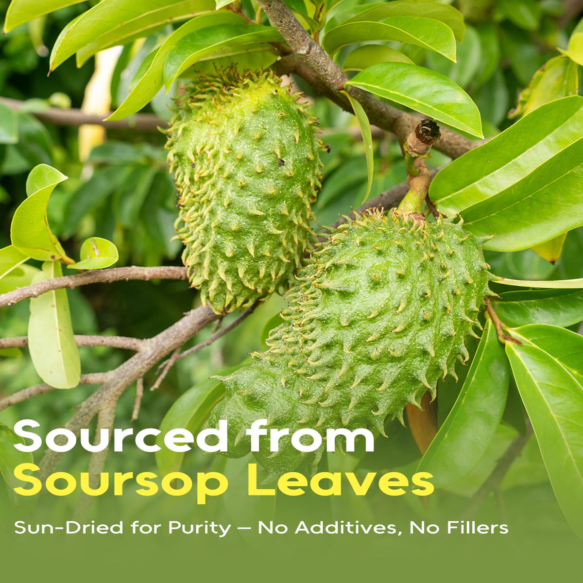 FullChea Soursop leaves tea bag closeup highlighting purity and sun-dried leaves.