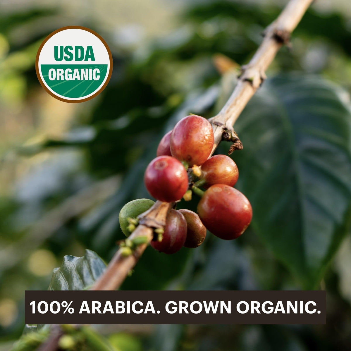 G Grana decaf pod brewing shot captures rich aroma and balanced body.