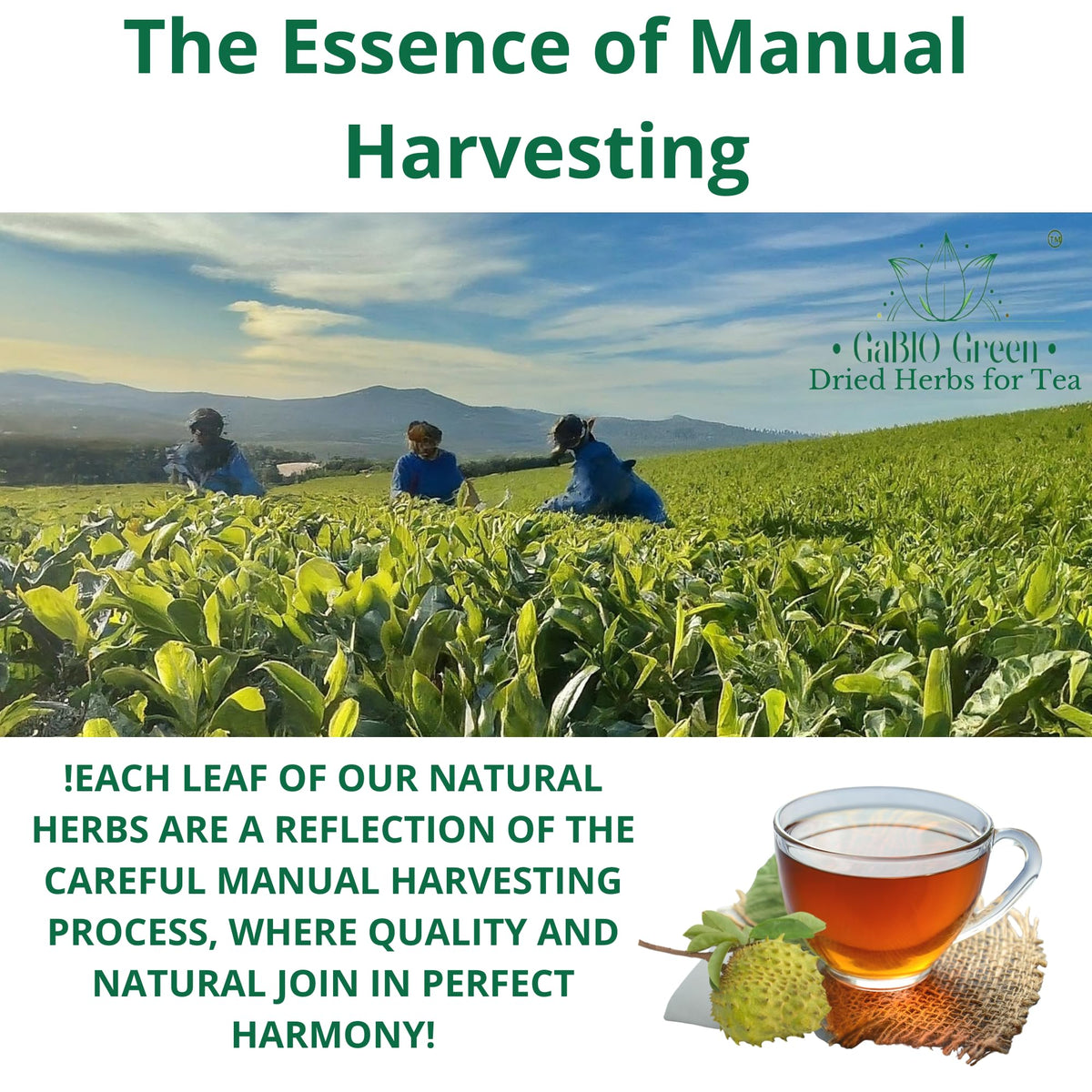 Gabio Green bulk packaging supports regular tea routines.