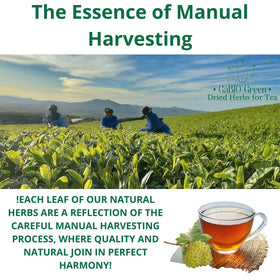 Gabio Green bulk packaging supports regular tea routines.