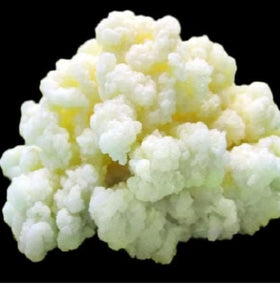 Generic Milk Kefir Grains Starter in milk for tangy probiotic beverage